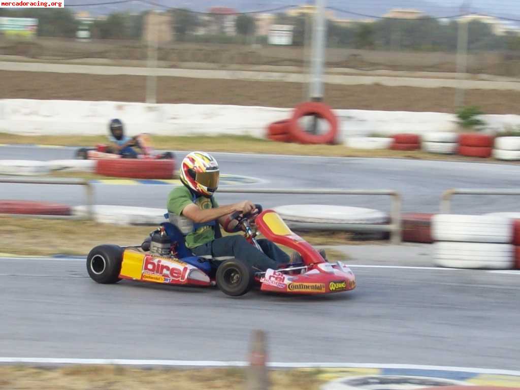 Birel r31   pcr tsl