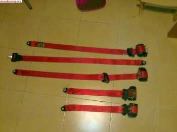 Cinturones rojos cinquecento sporting