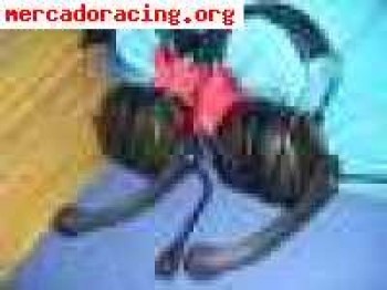 Cascos enlace peltor clavija sparco