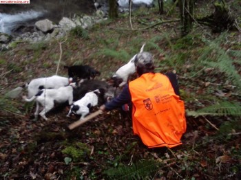 Se venden arneses caducados