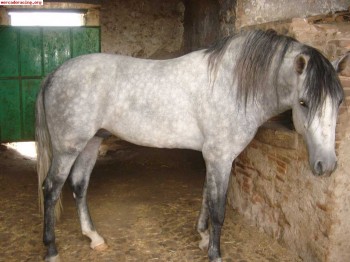 Cambio caballos pura raza española por coche de carreras