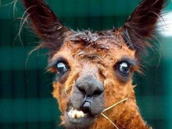 Se vende siniestro de llama