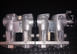 Busco cuerpos de mariposa