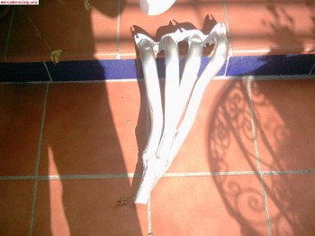 Colector escape iresa 4x1  copa panda 