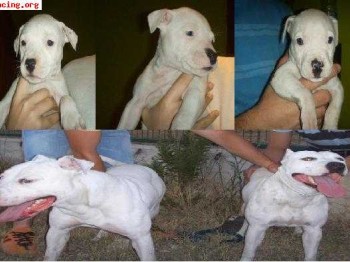 2 cachorros de pitbull preciosas!