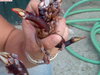 Se vende despiece de saxo vts y de 106 sport