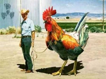 Tuberia para 206 gti