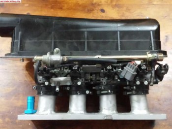 Papillones corsa a gsi