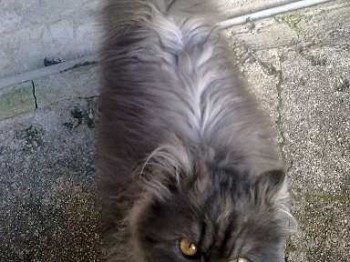 Fiat panda sisley 4x4