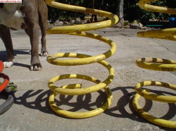 Se vende varios muelles de 206,106 y saxo 