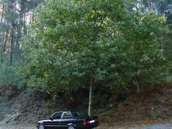 Suspension roscada e30