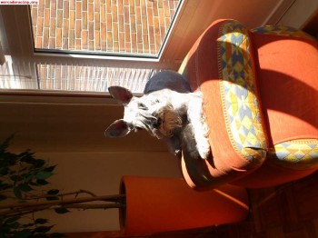 Naterial de megane coupe 2.0 16 regalado