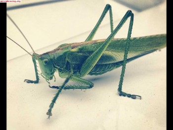 Barra torretas superior y inferior saxo