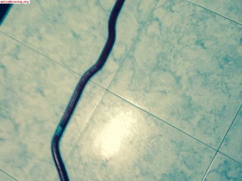 Se vende barra estabilizadora de 309 gti